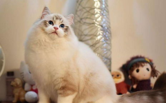 小姐姐布偶猫