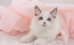 小姐姐布偶猫