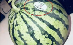 德阳网红吃瓜,揭秘网络红人的幕后故事