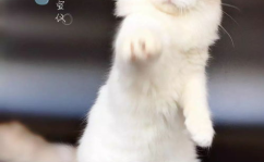 小姐姐布偶猫